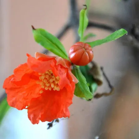 S'arenada Guest house 3*