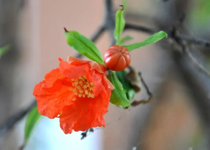 S'arenada Гостевой дом 3*